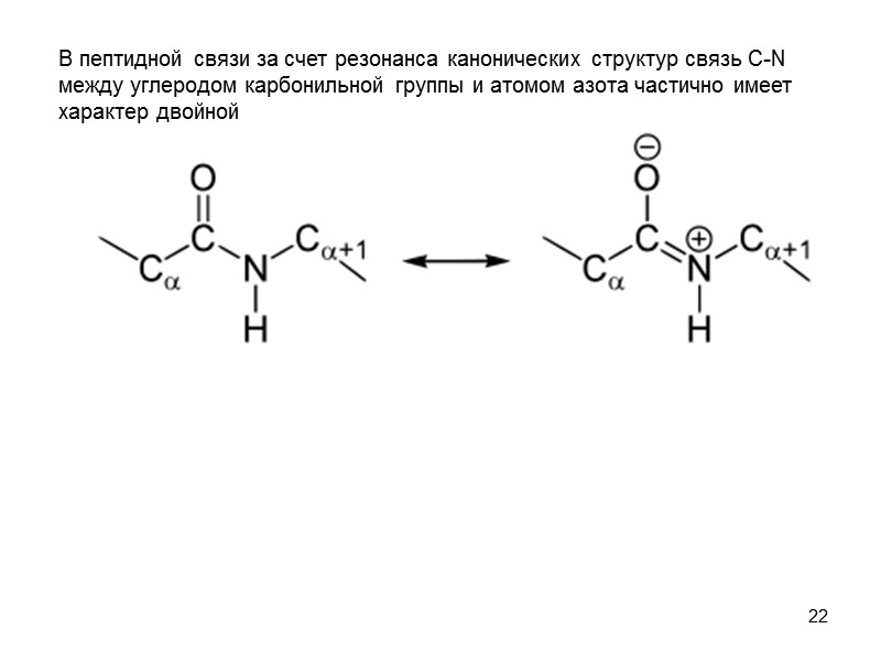 22 В пептидной связи за счет резонанса канонических структур связь C-N между углеродом карбонильной